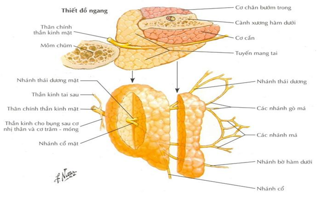 Nụ cười của bệnh nhân sau phẫu thuật u tuyến mang tai tại khoa Tai - Mũi - Họng, Bệnh viện đa khoa tỉnh Thanh Hoá