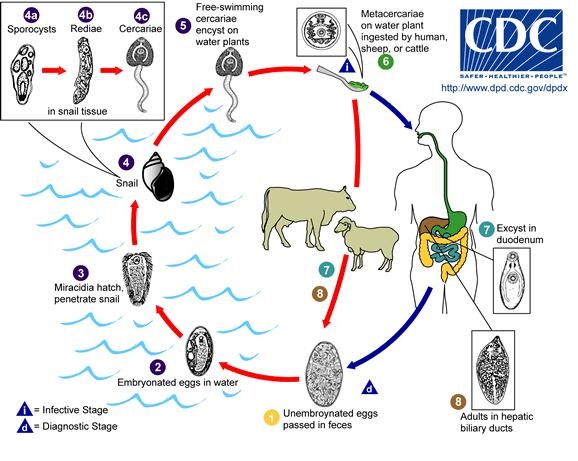 Bệnh Sán Lá Gan Lớn: Nguyên Nhân, Triệu Chứng và Phương Pháp Điều Trị Hiệu Quả