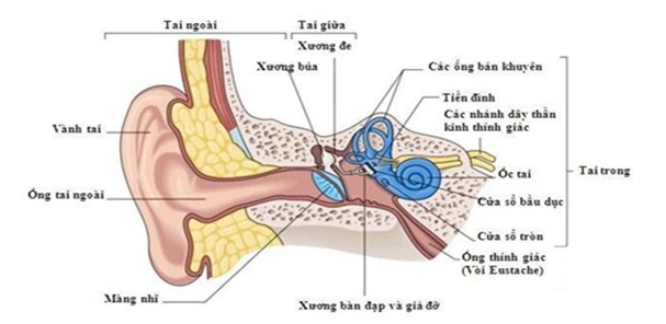 4. Phẫu thuật chỉnh hình xương tai giữa